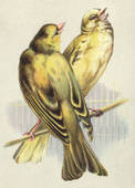 Couple d'oiseaux chanteurs